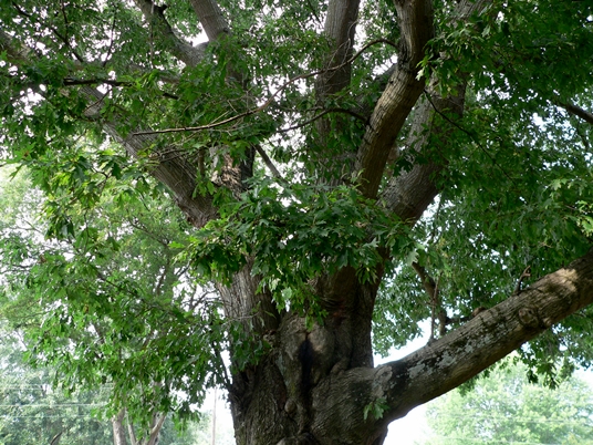 {Quercus texana}
